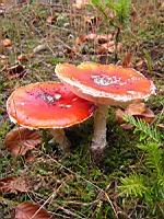 Amanite tue-mouches - Amanita muscaria (09)